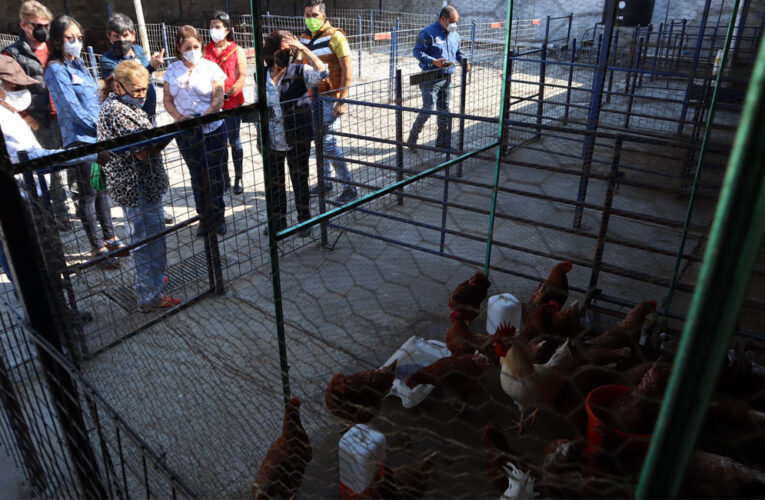 Se entregan incubadoras a productoras avícolas en Atlatlahucan